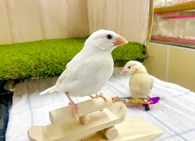 最新画像になりますよ🌸🌸🌸背伸び気味なキミ🫶シロぶんまる〜〜？　白文鳥