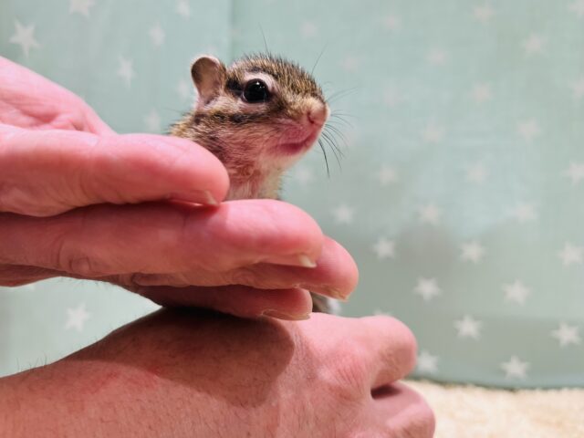 シマリス（ノーマル）