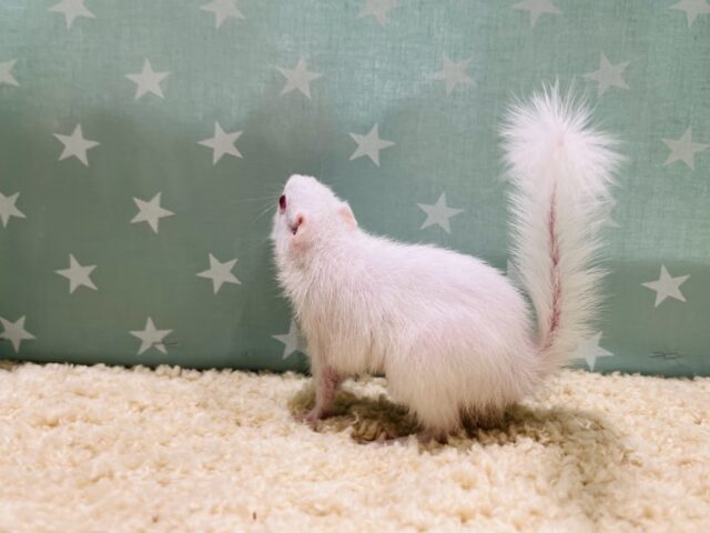 アルビノシマリス