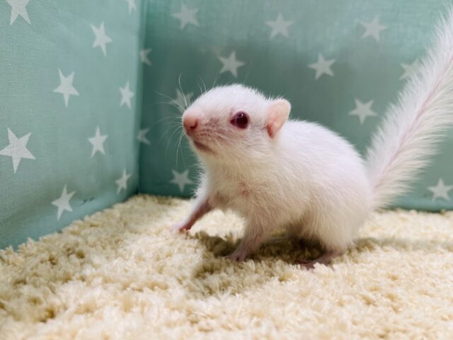 アルビノシマリス