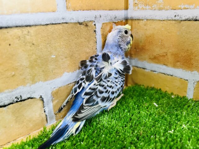 羽衣セキセイインコ