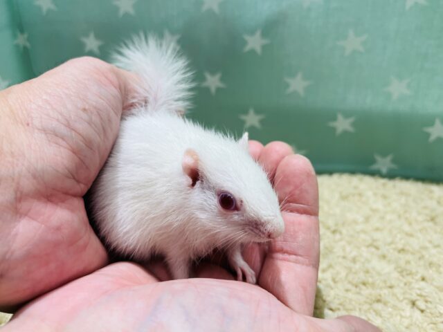 アルビノシマリス