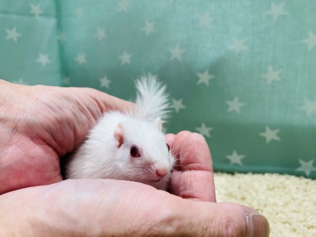 アルビノシマリス