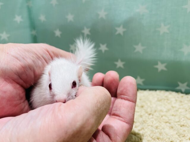 アルビノシマリス