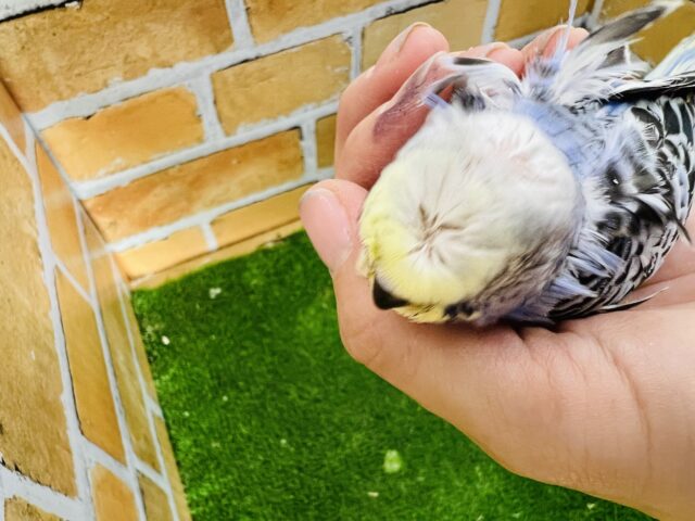 羽衣セキセイインコ