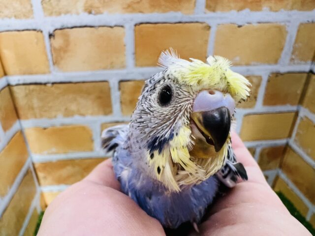 これぞ激レア?個性が爆発！イエローフェイスの羽衣セキセイインコ！！