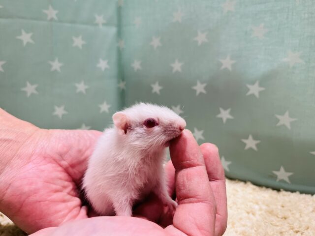 アルビノシマリス