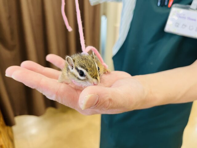 シマリス（ノーマル）