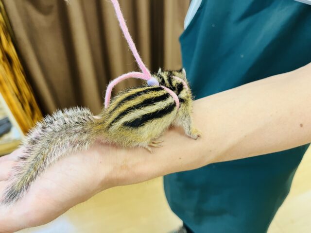 シマリス（ノーマル）