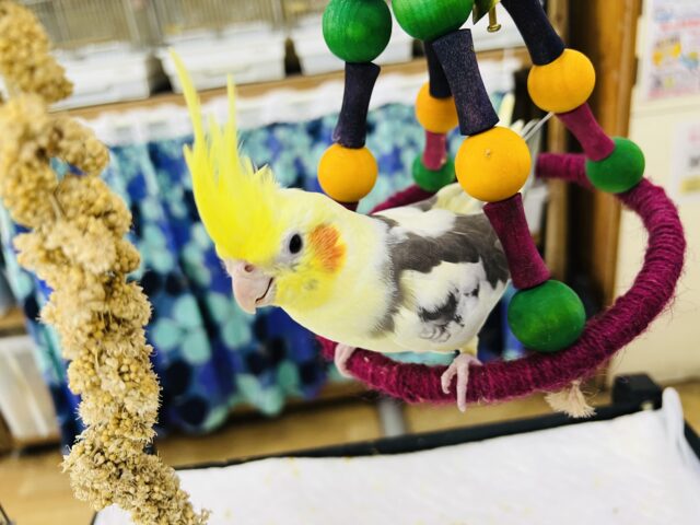 お年頃？♡画像更新☆お顔に黒ゴマ？はっきり模様のオカメインコ（パイド）