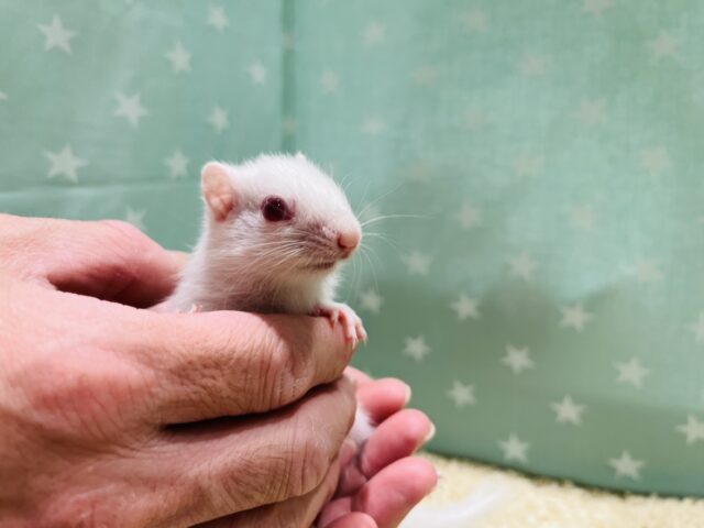 アルビノシマリス