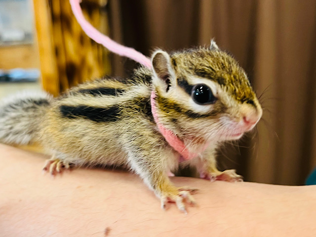 可愛いお顔にメロメロッ♡シマリス(女の子)