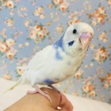 人が大大大好き❤︎´˘`* 激かわインコちゃん❤︎❤︎