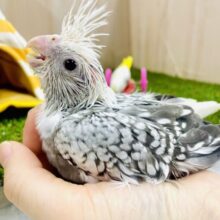 季節外れの粉雪！！？☁☁☁　オカメインコ　ホワイトフェイスパール