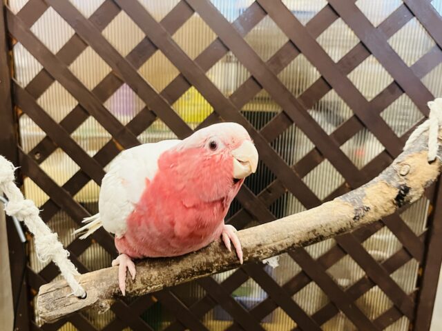 モモイロインコ