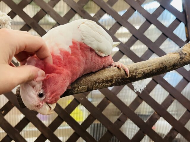 モモイロインコ