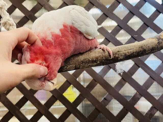 モモイロインコ