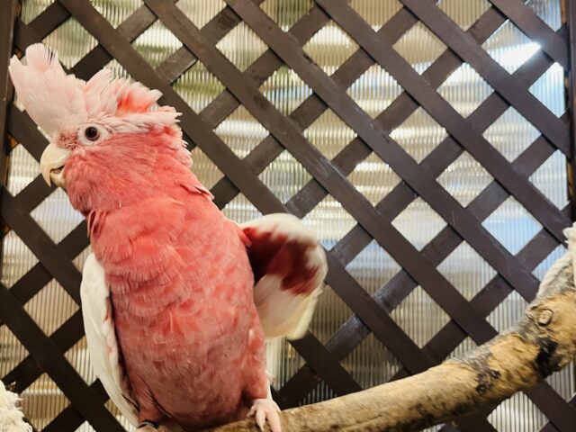 モモイロインコ