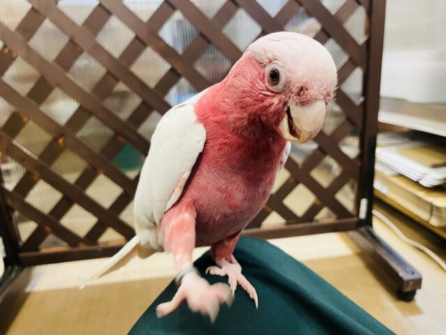 モモイロインコ