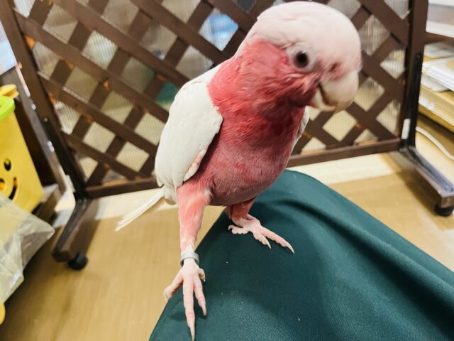 モモイロインコ