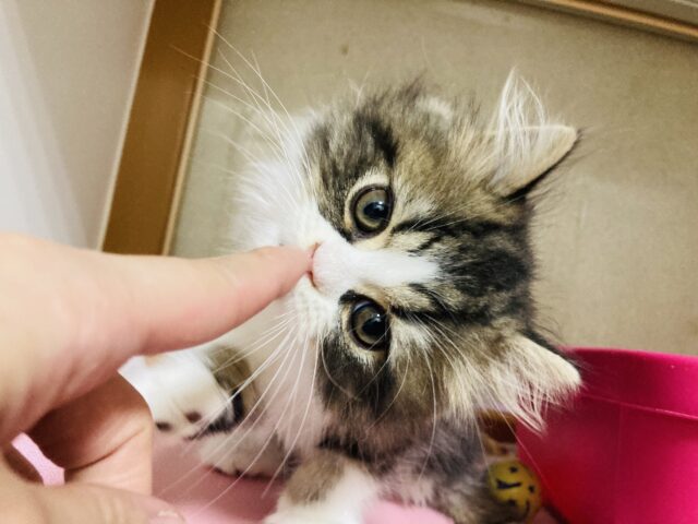 エキゾチック