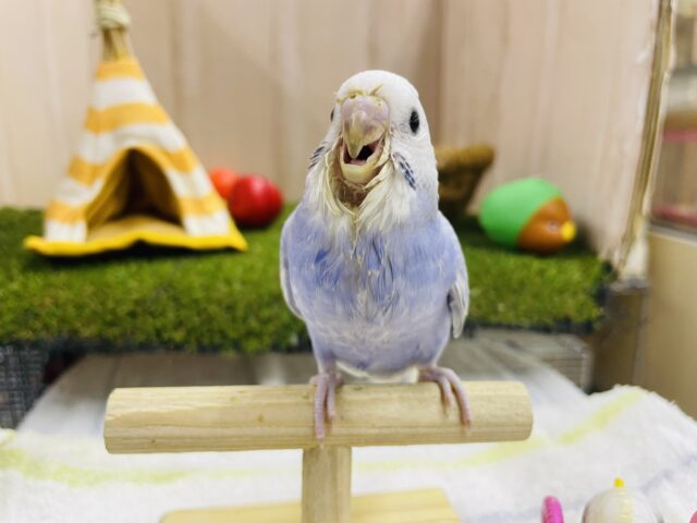 セキセイインコ