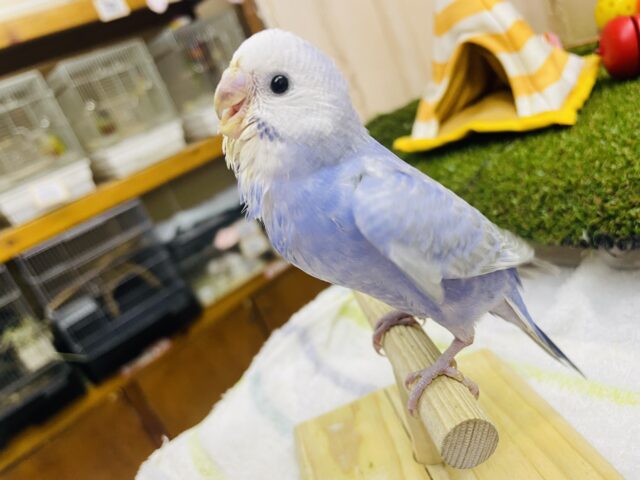 セキセイインコ