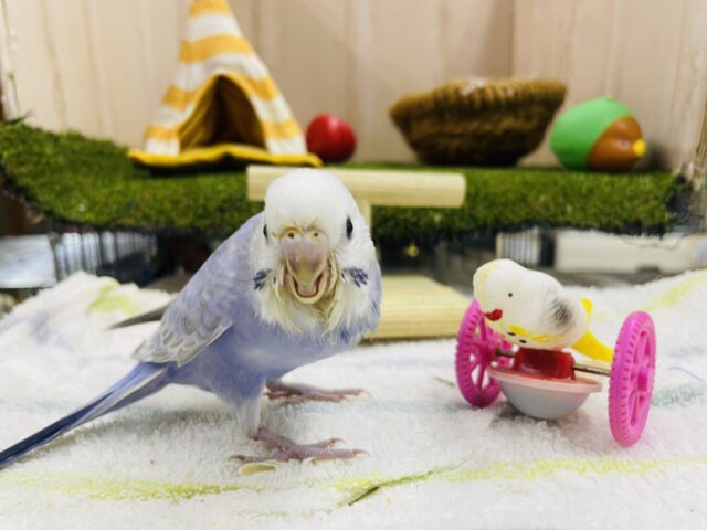 セキセイインコ