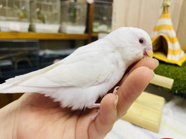 セキセイインコ