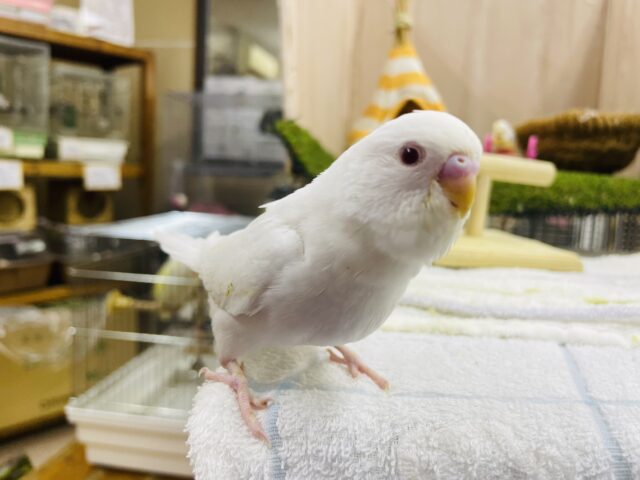 セキセイインコ