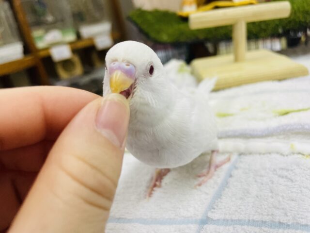 セキセイインコ