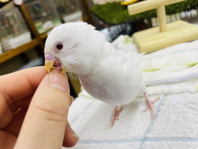 セキセイインコ