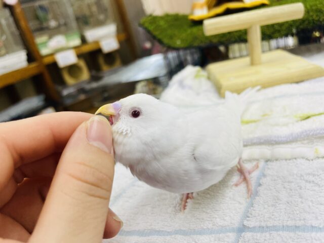 セキセイインコ