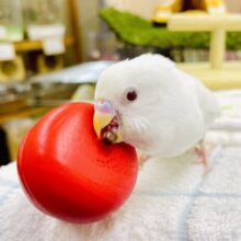 さし餌2回❣️最新画像になりますよ🌟ででんとおでまし！！🏰気高くいこうね～～👑　セキセイインコ　アルビノ