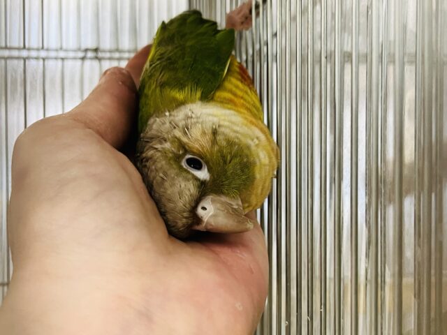 ホオミドリウロコインコ