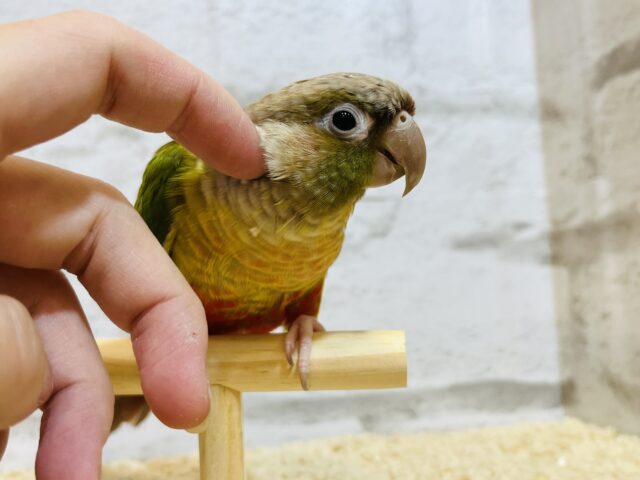 ホオミドリウロコインコ