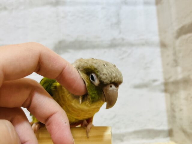 ホオミドリウロコインコ