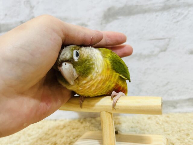 ホオミドリウロコインコ