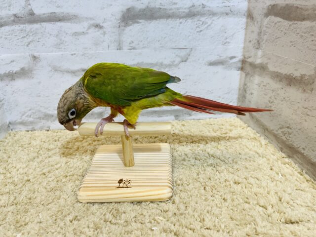 ホオミドリウロコインコ