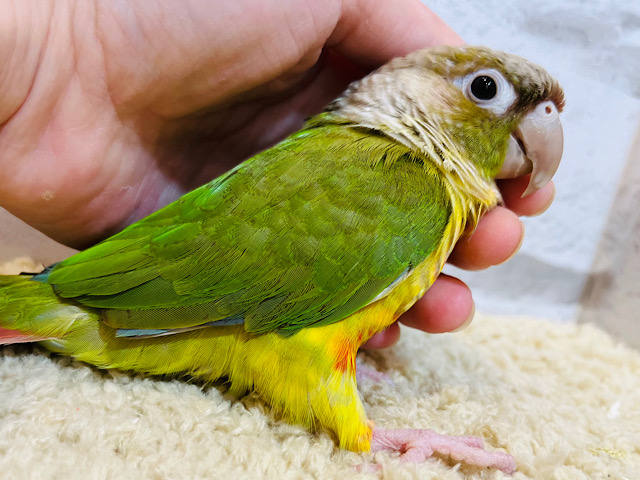 この甘え方、クセになります♡ウロコインコ(パイナップル)