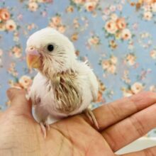 ﾃﾁﾃﾁﾃﾁ❤︎🐾ご飯いっぱい食べるよ💫とってもキュートな手乗りセキセイインコさん🫧