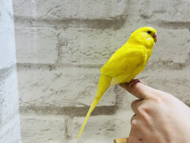 セキセイインコ