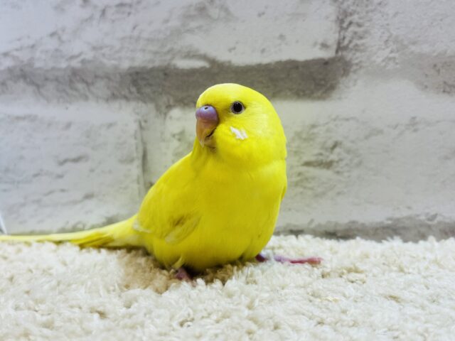 セキセイインコ