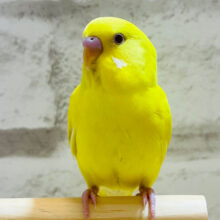 黄色いたまごの妖精さん🧚‍♀️🫧セキセイインコ(ルチノー)