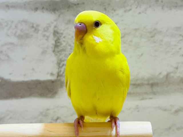 黄色いたまごの妖精さん🧚‍♀️🫧セキセイインコ(ルチノー)