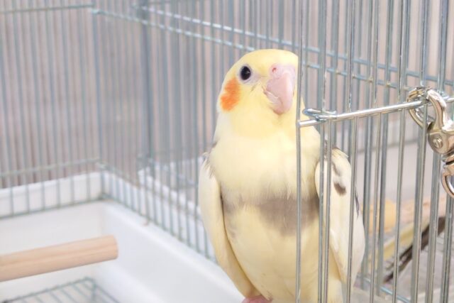 オカメインコ