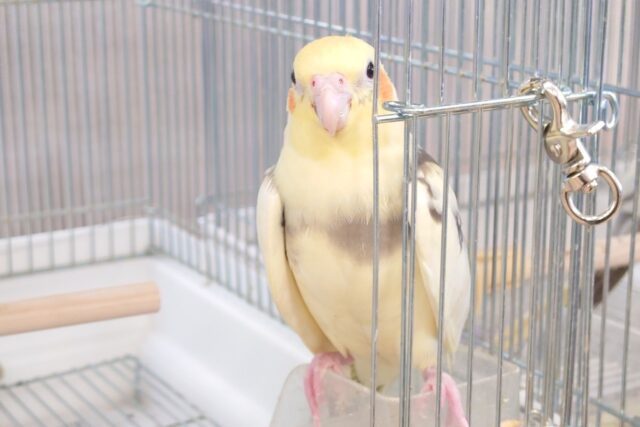 オカメインコ