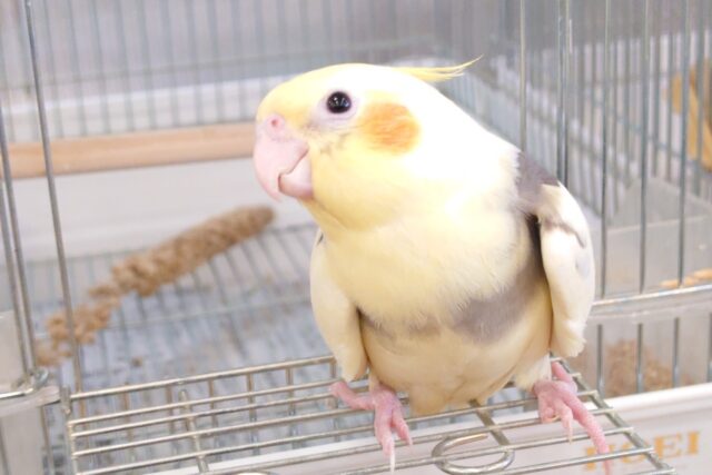 オカメインコ