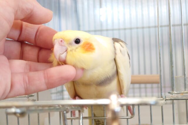 オカメインコ