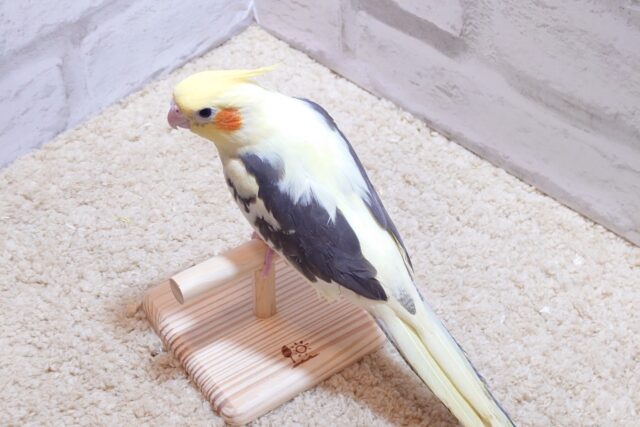 オカメインコ